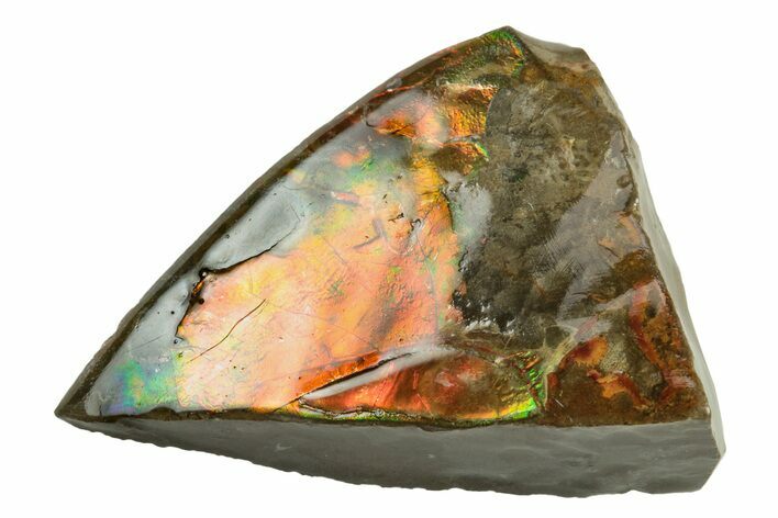 Iridescent Ammolite (Fossil Ammonite Shell) - Alberta #243024